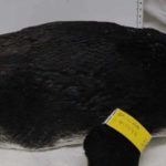 Pinguim-de-magalhães é resgatado em praia de Ubatuba e reforça alerta para migração da espécie